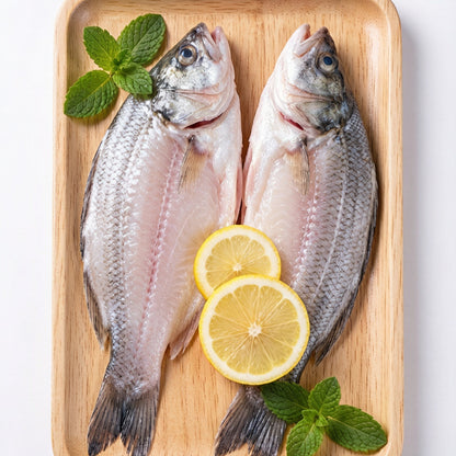 Sea Bass